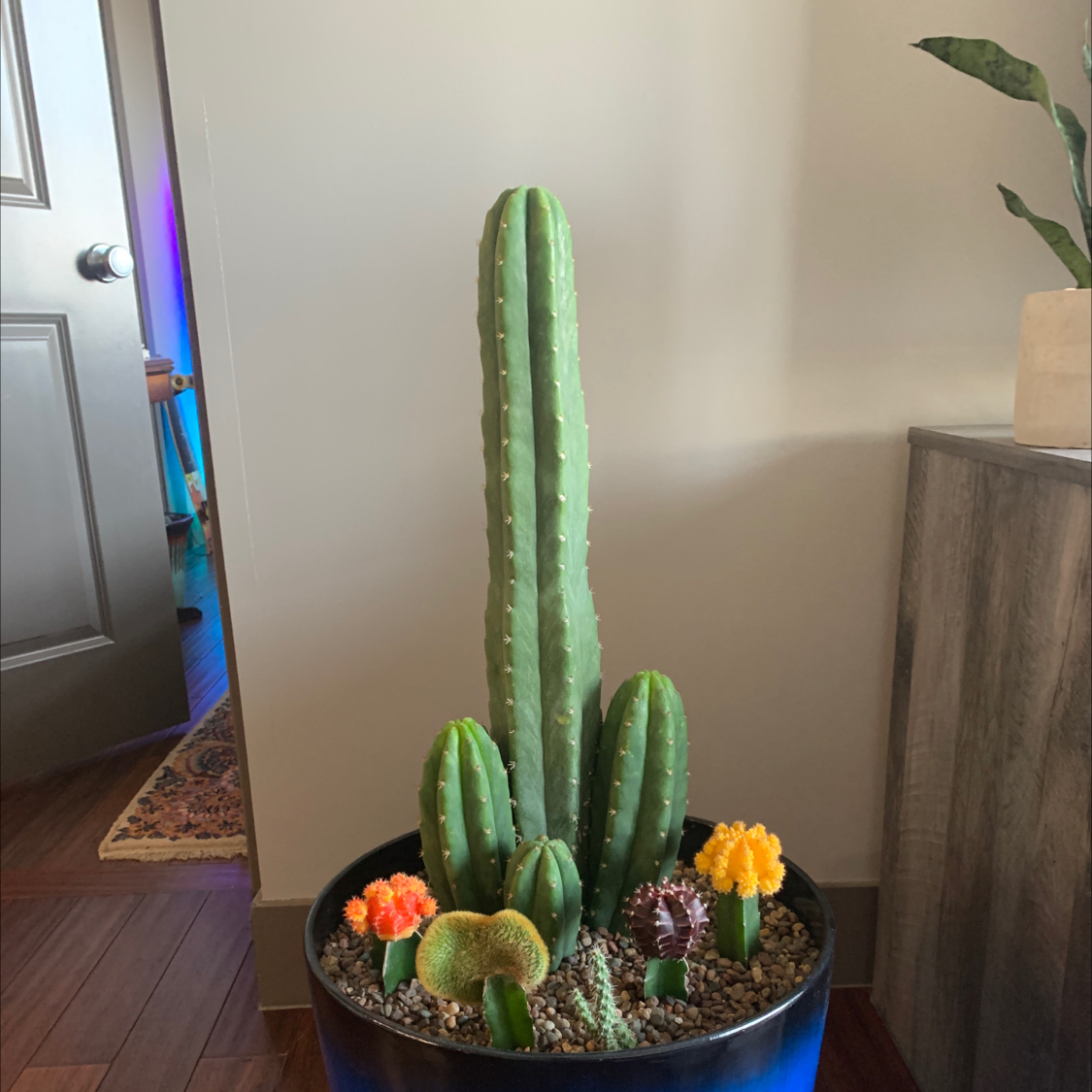 San Pedro Cactus in a pot with smaller cacti around it, well-framed and focused.