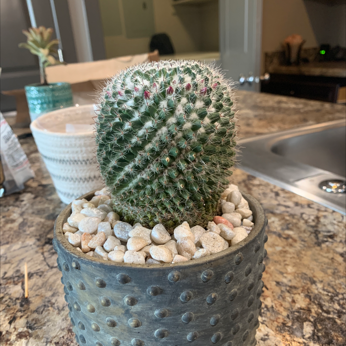 Mammillaria Haageana cactus in a pot with decorative stones on a kitchen counter.