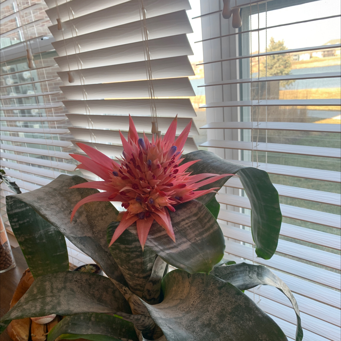 Urn Plant with a pink flower near a window with blinds.