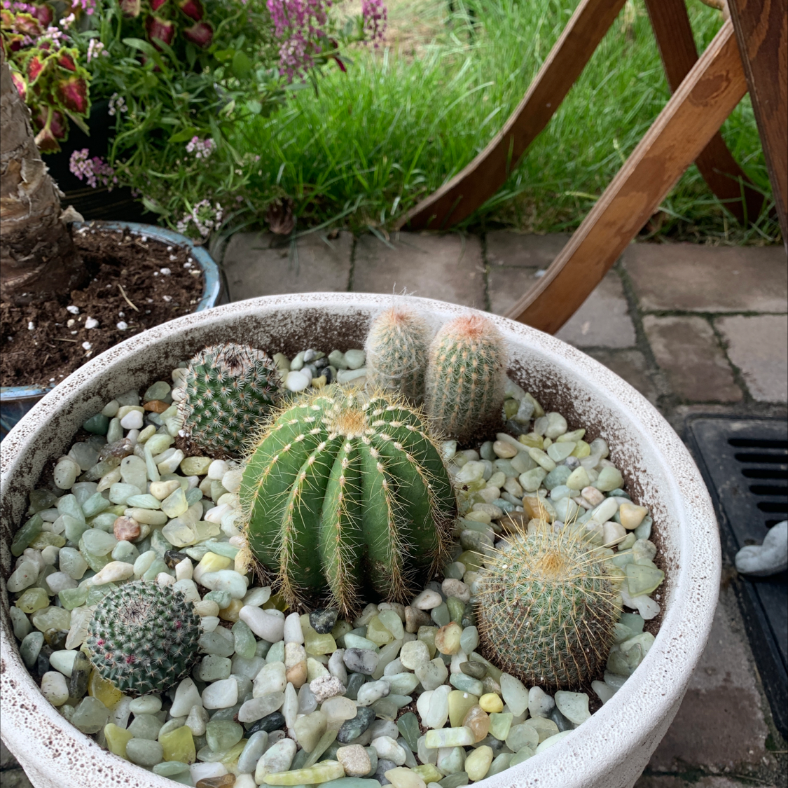 Potted Blue Barrel Cactus with multiple cacti in a white pot filled with decorative stones.