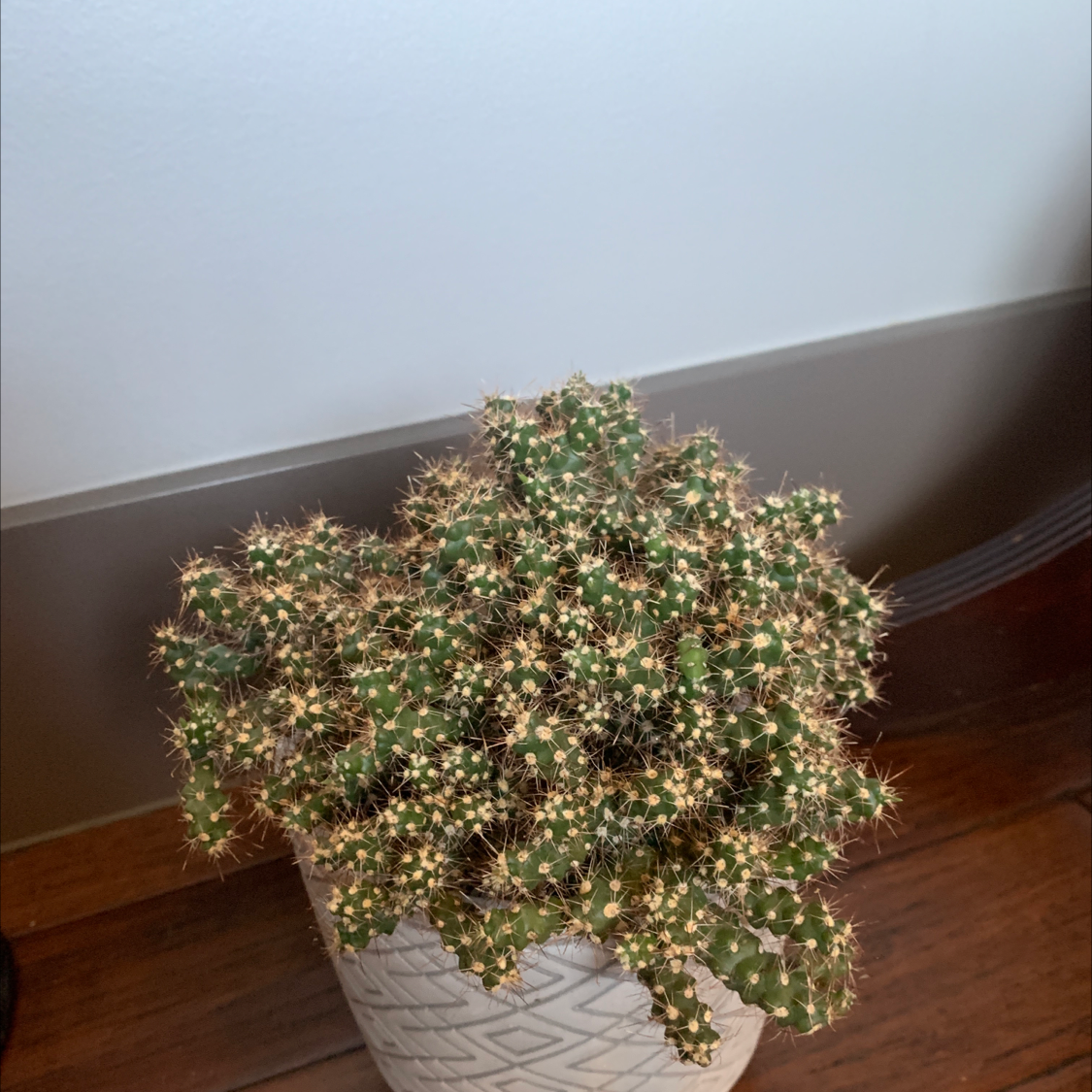 Potted Brittle Prickly Pear cactus with prominent spines, appears healthy.