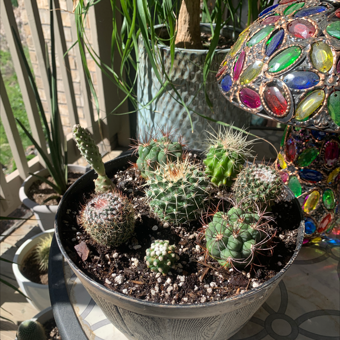 Potted Mammillaria Melanocentra cactus with multiple small cacti, healthy and well-framed.