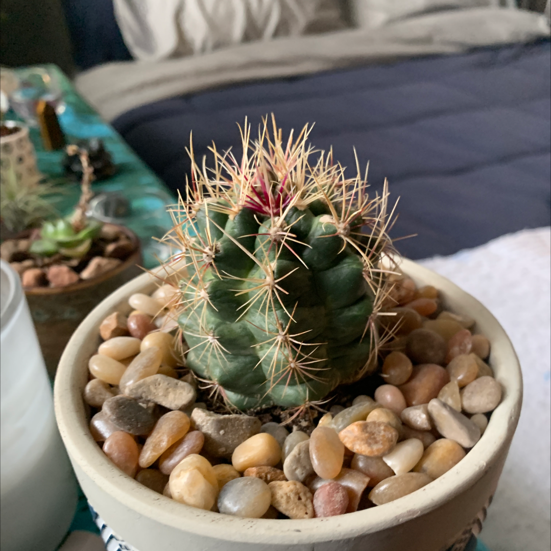 A healthy Texas Barrel Cactus in a pot with pebbles.