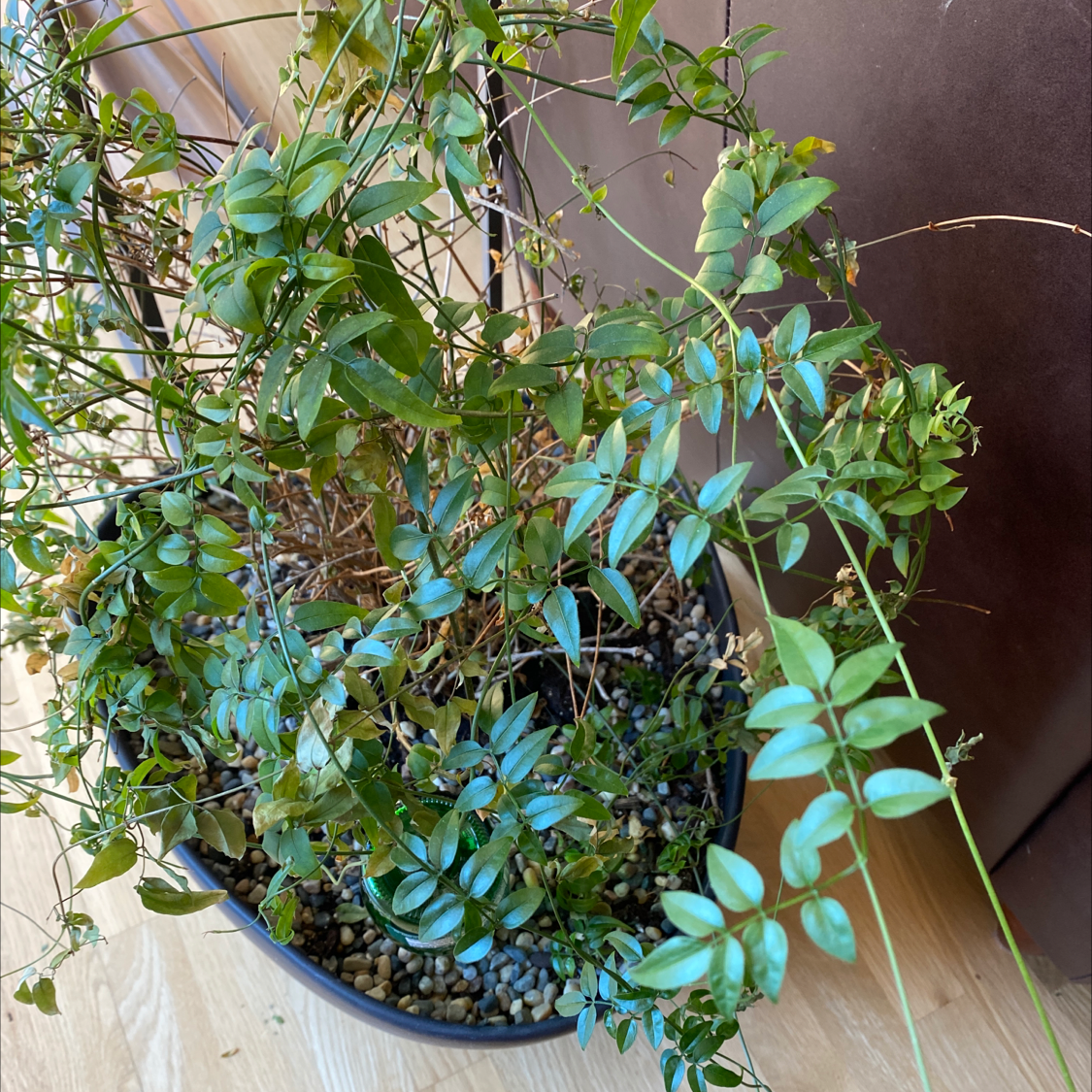 Potted White Jasmine plant with green leaves, visible soil, and no flowers.