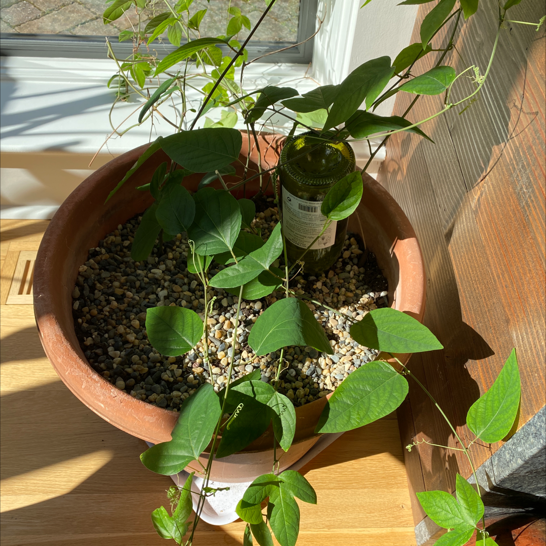 Potted Bluecrown Passionflower plant with green leaves and pebbled soil.