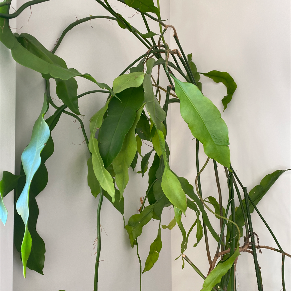 Dutchman's Pipe Cactus with elongated, green leaves, some slightly wilted.