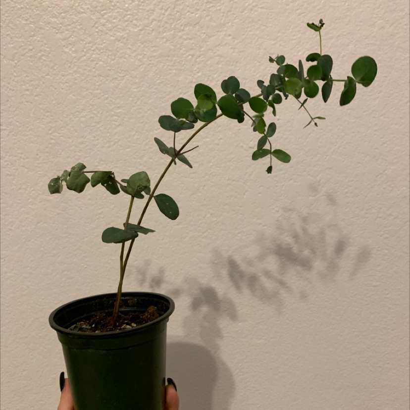A hand holding up a healthy potted Silver Dollar Tree plant with round green leaves against a white background.
