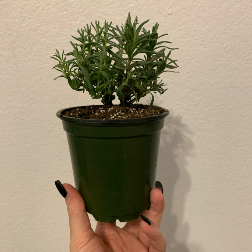 A healthy Lavender plant in a small green pot, held by a hand.
