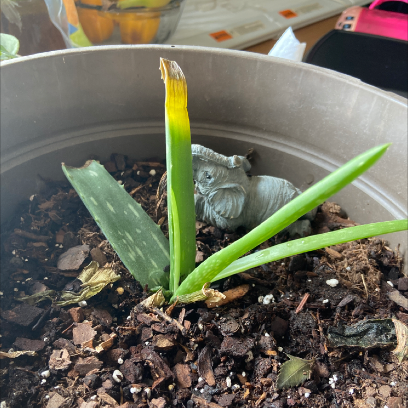 Aloe vera plant photo by @Urfavplantmom named Baby aloe 💘 on Greg, the plant care app.