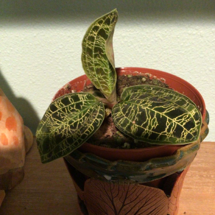 Lightning Bolt Jewel Orchid in a pot with vibrant, patterned leaves.