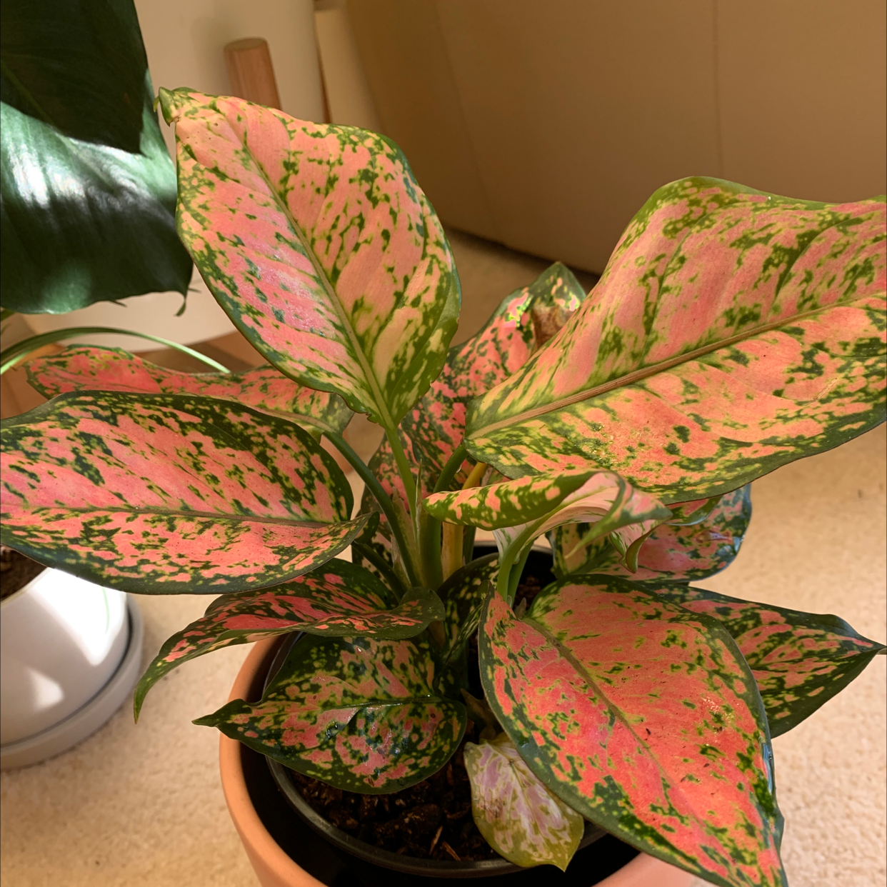 Chinese Evergreen 'Wishes' plant with vibrant pink and green variegated leaves in a pot.