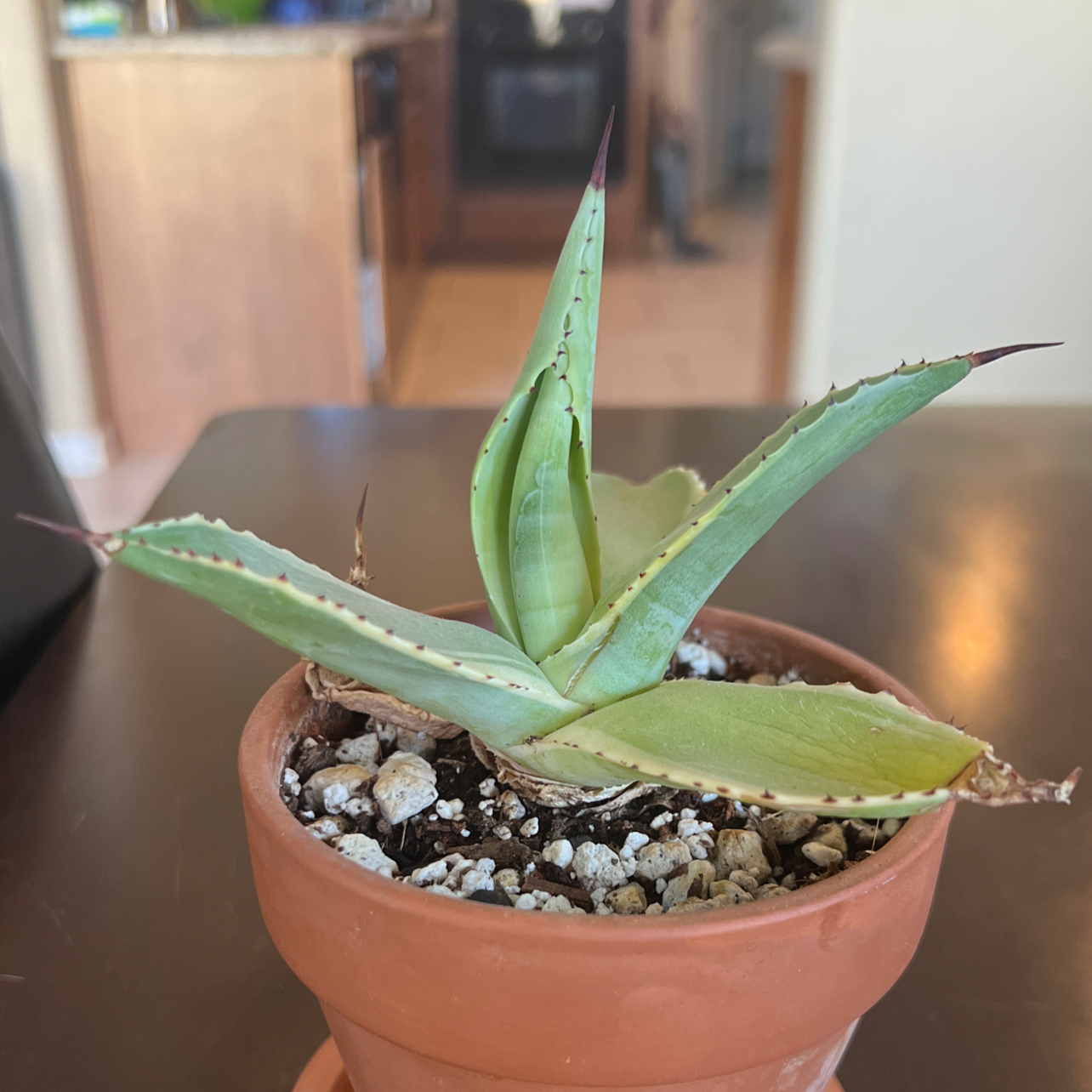 Photo of the plant species Agave potatorum 'Kichijokan' by @lgamel named Bodhi on Greg, the plant care app