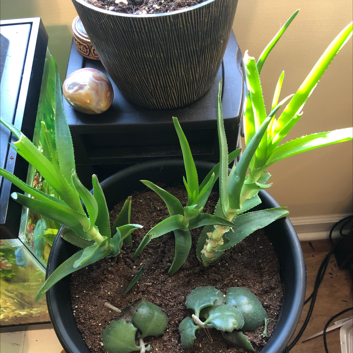 Potted Climbing Aloe plant with healthy green leaves and visible soil.