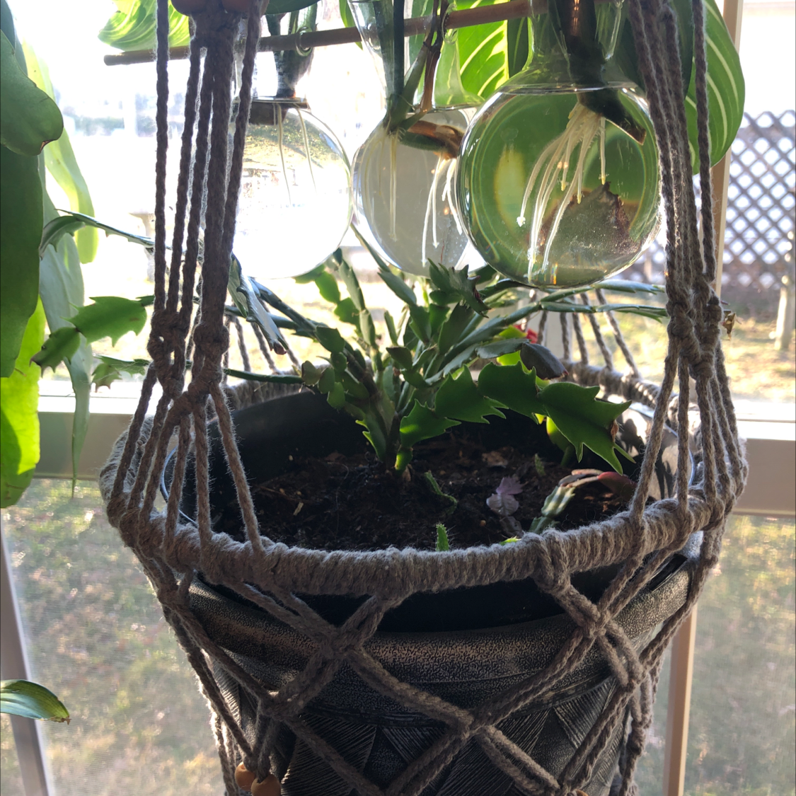Potted true Christmas Cactus in a hanging macrame holder with visible soil.