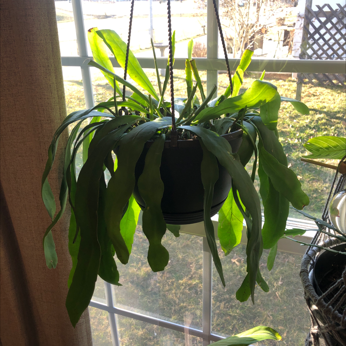 Why Are My Dutchman's Pipe Cactus Leaves Droopy?