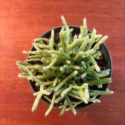 Hairy Stemmed Rhipsalis plant