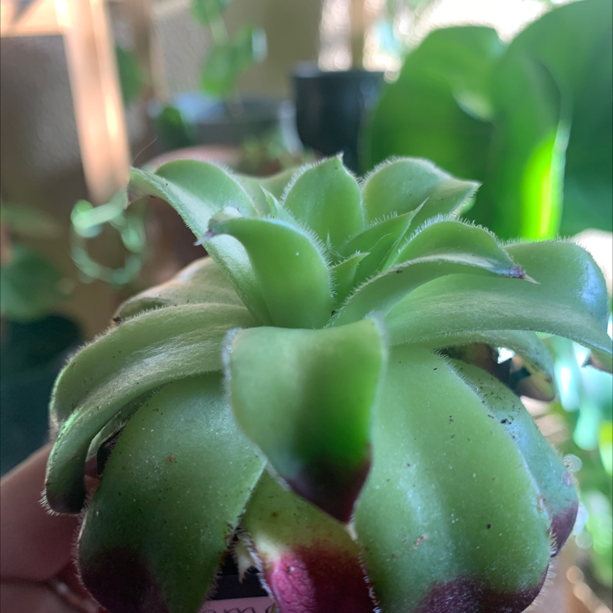 Photo of the plant species Sempervivum 'Jungle Fires' by @AwakeSoftbrome named Your plant on Greg, the plant care app