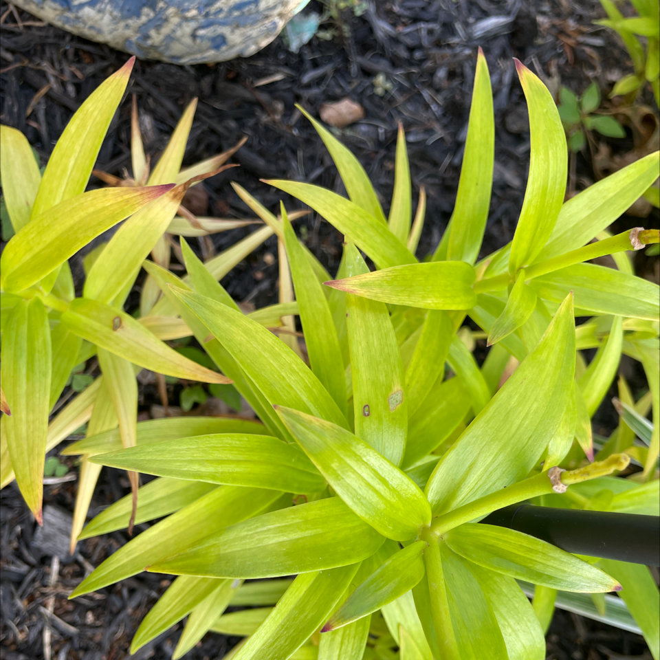 Your plant