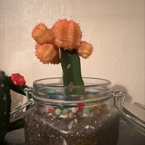 Moon Cactus plant photo by Stacie named Ember on Greg, the plant care app.