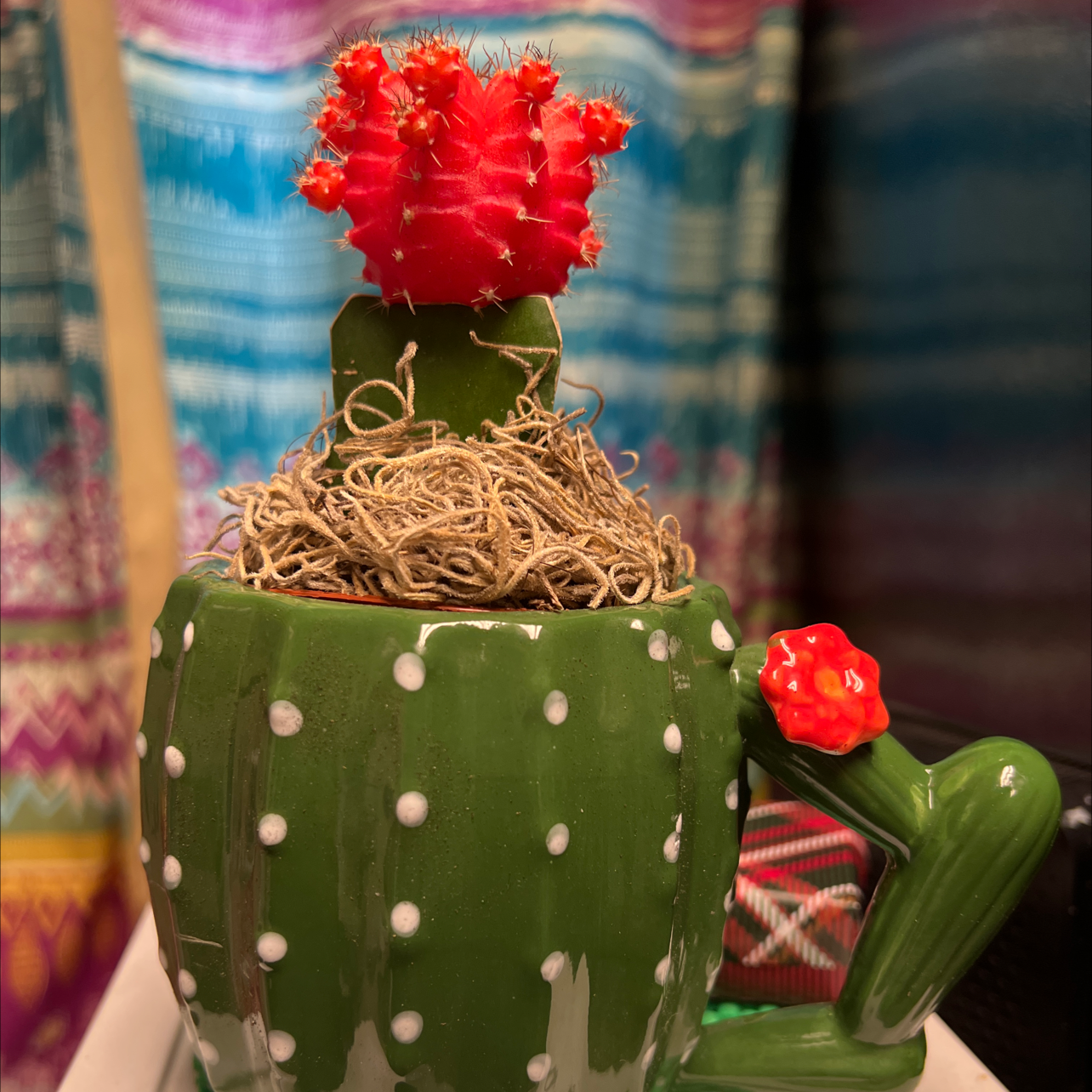 Moon Cactus plant photo by @Stacie named Sorbet on Greg, the plant care app.