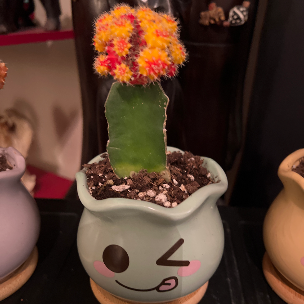 Moon Cactus plant photo by @Stacie named Tiger Tail on Greg, the plant care app.