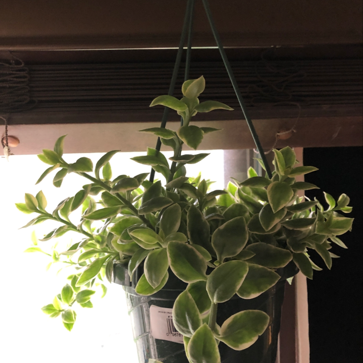 Plant care for Philodendron White Wizard on Greg, the plant care app
