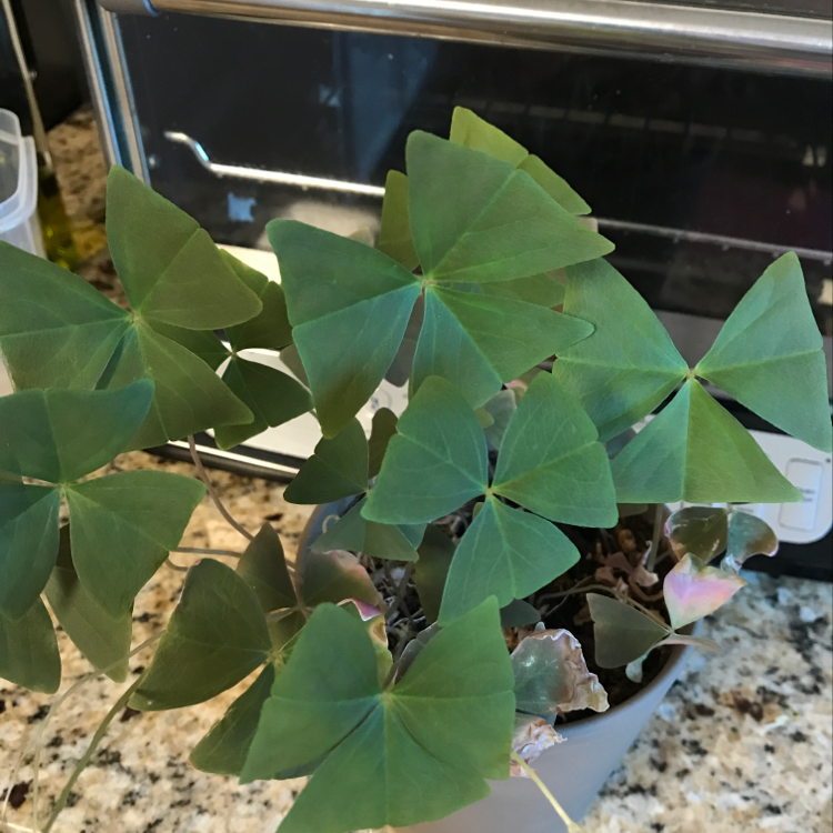 Healthy young Purple Shamrock plant with vibrant green triangular leaves in a pot with visible soil.