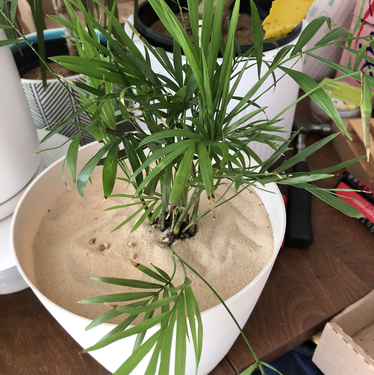 Healthy parlour palm in ceramic pot with lush green fronds and visible potting soil, well-framed on wooden surface.