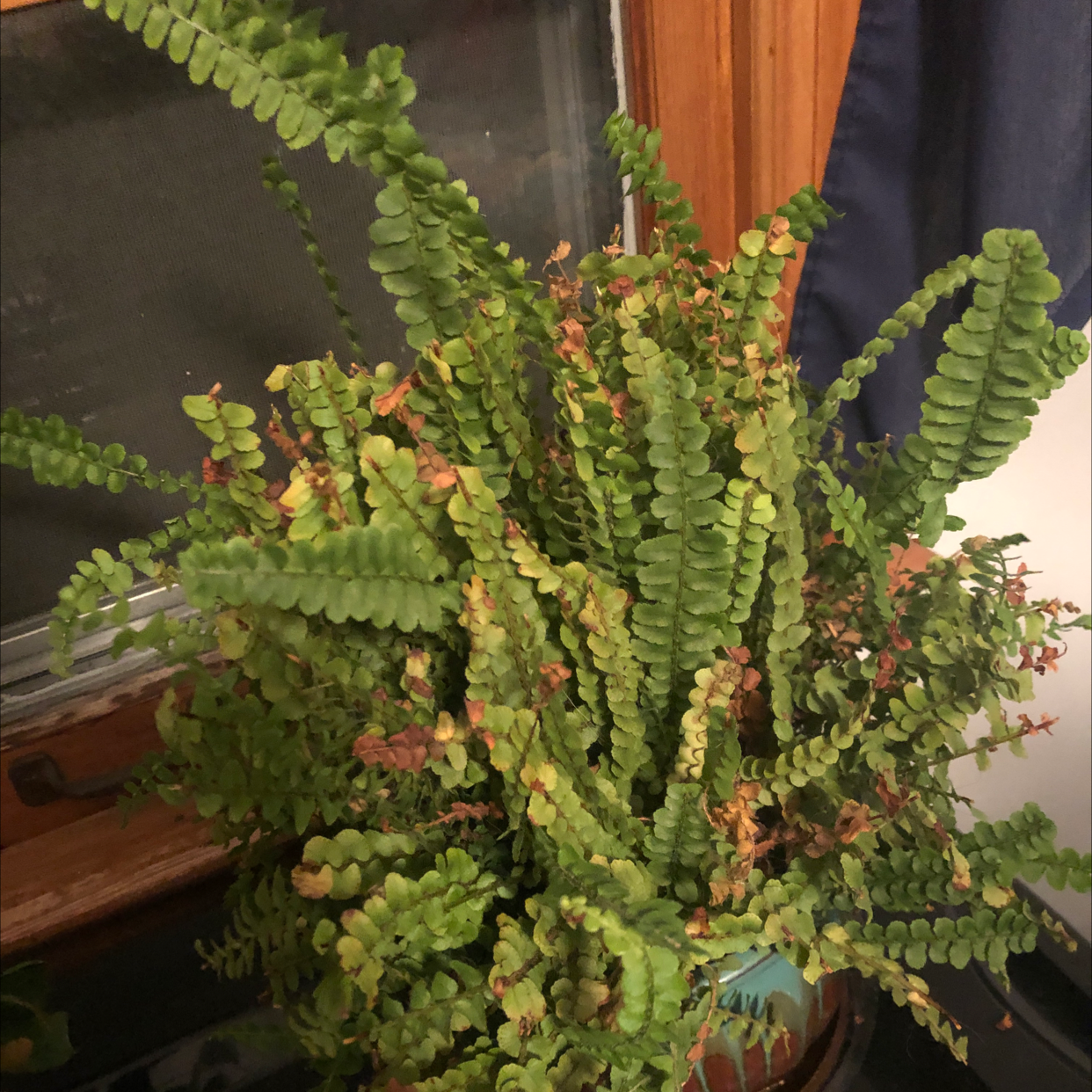 A healthy, thriving Erect Sword Fern with lush green foliage and erect, well-formed fronds in a natural indoor setting.