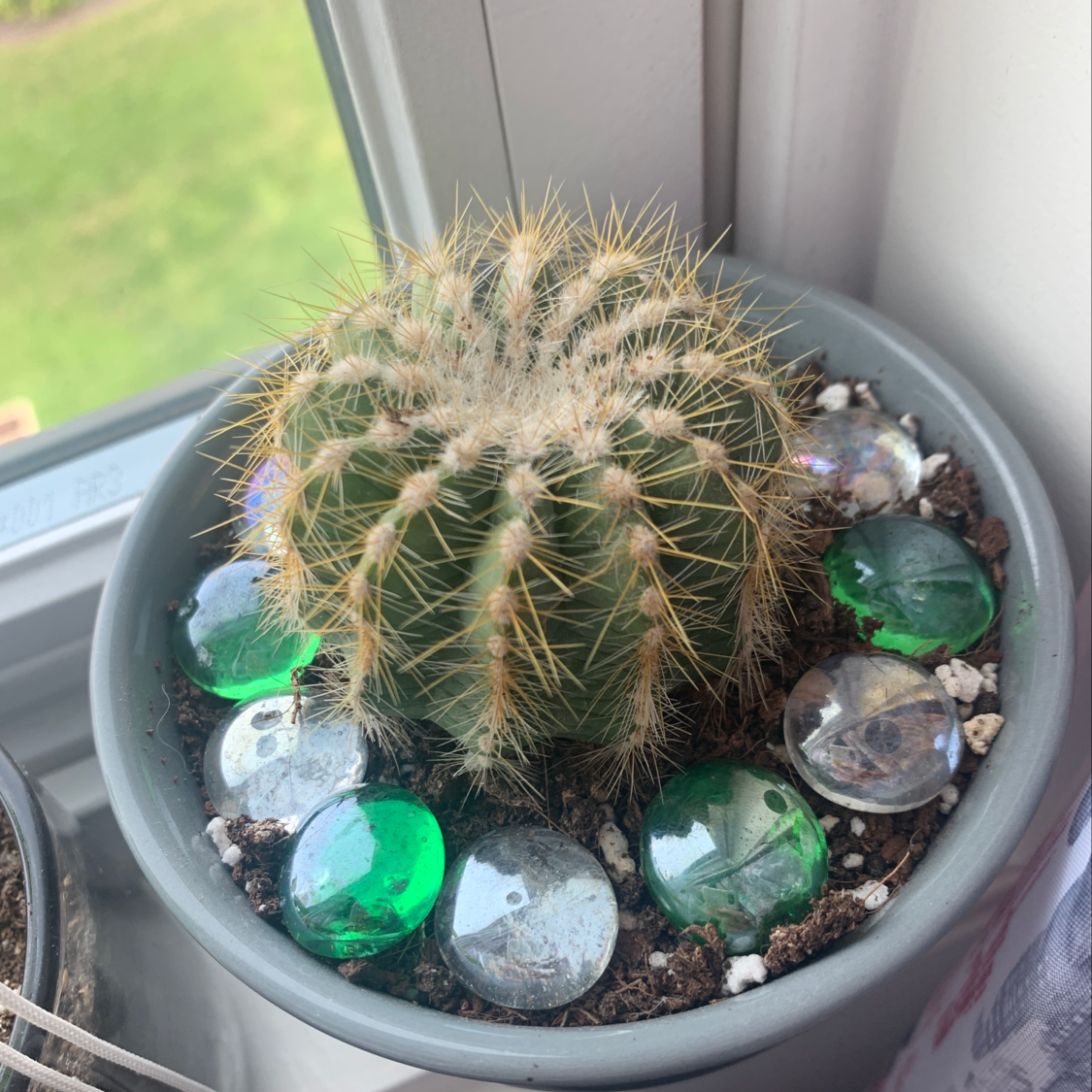 Cactus plant 'The Glory of Texas' in a pot with decorative stones.