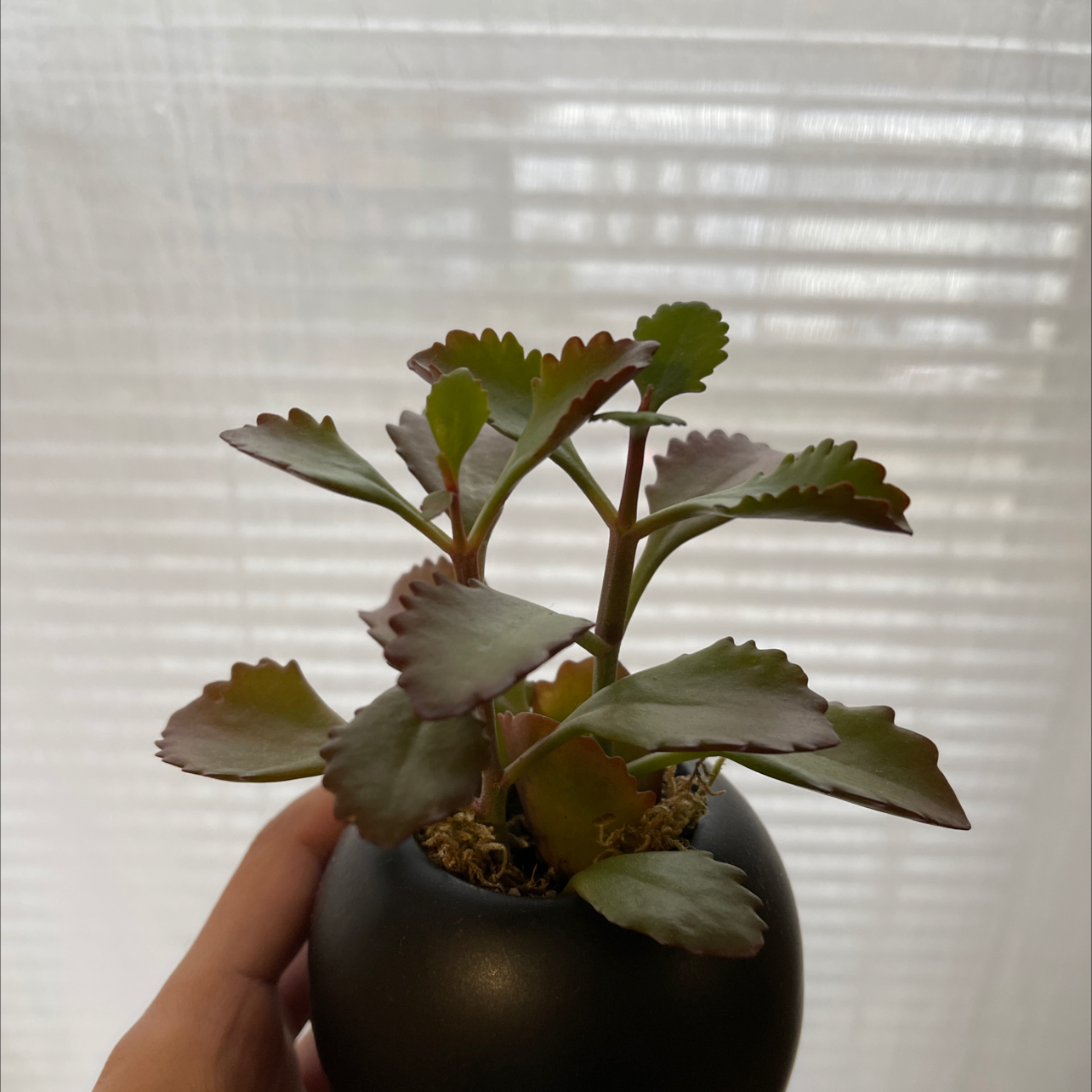 Potted Lavender Scallops plant with scalloped leaves, held by a hand.