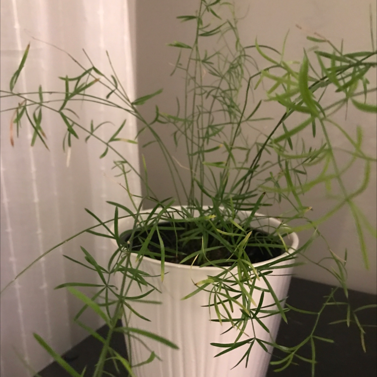 Healthy Asparagus Fern house plant with lush green needle-like foliage, growing in a white ceramic pot.
