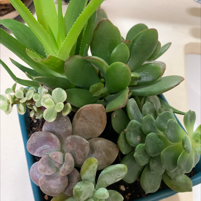 Image of a Jade plant and other succulents in a pot, with visible soil.