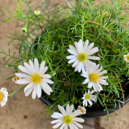 Photo of the plant species Brachyscome 'Surdaisy White' by Iona named Luna on Greg, the plant care app