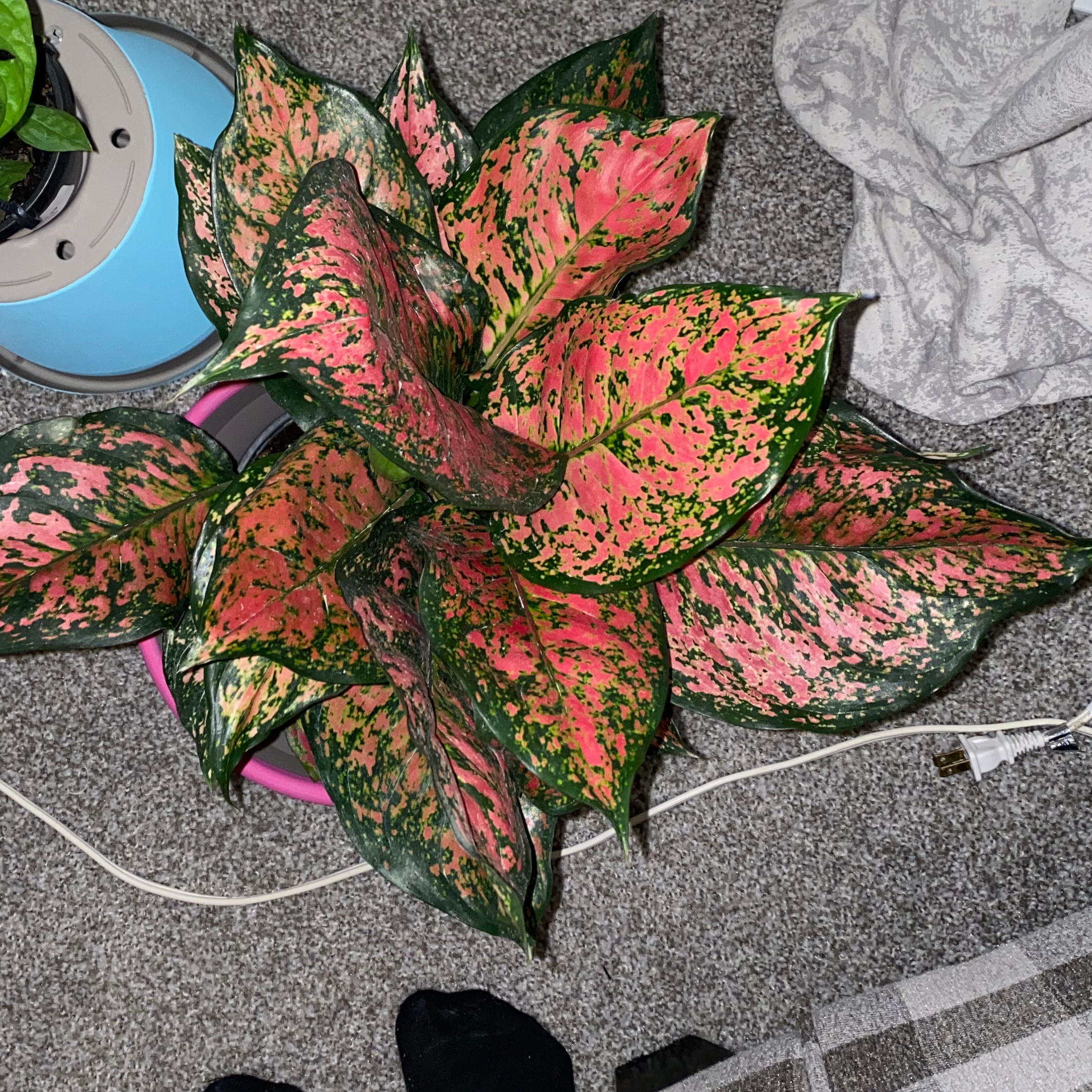 Aglaonema 'Favonian' plant with vibrant pink and green leaves, well-maintained.