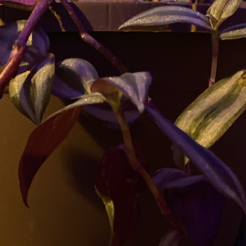 Tradescantia Zebrina plant photo by @nooodlessoupp named vidia on Greg, the plant care app.