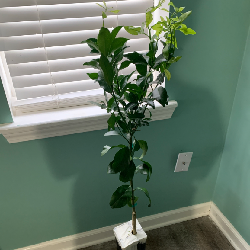 Mandarin orange plant in a small pot indoors near a window, appears healthy.