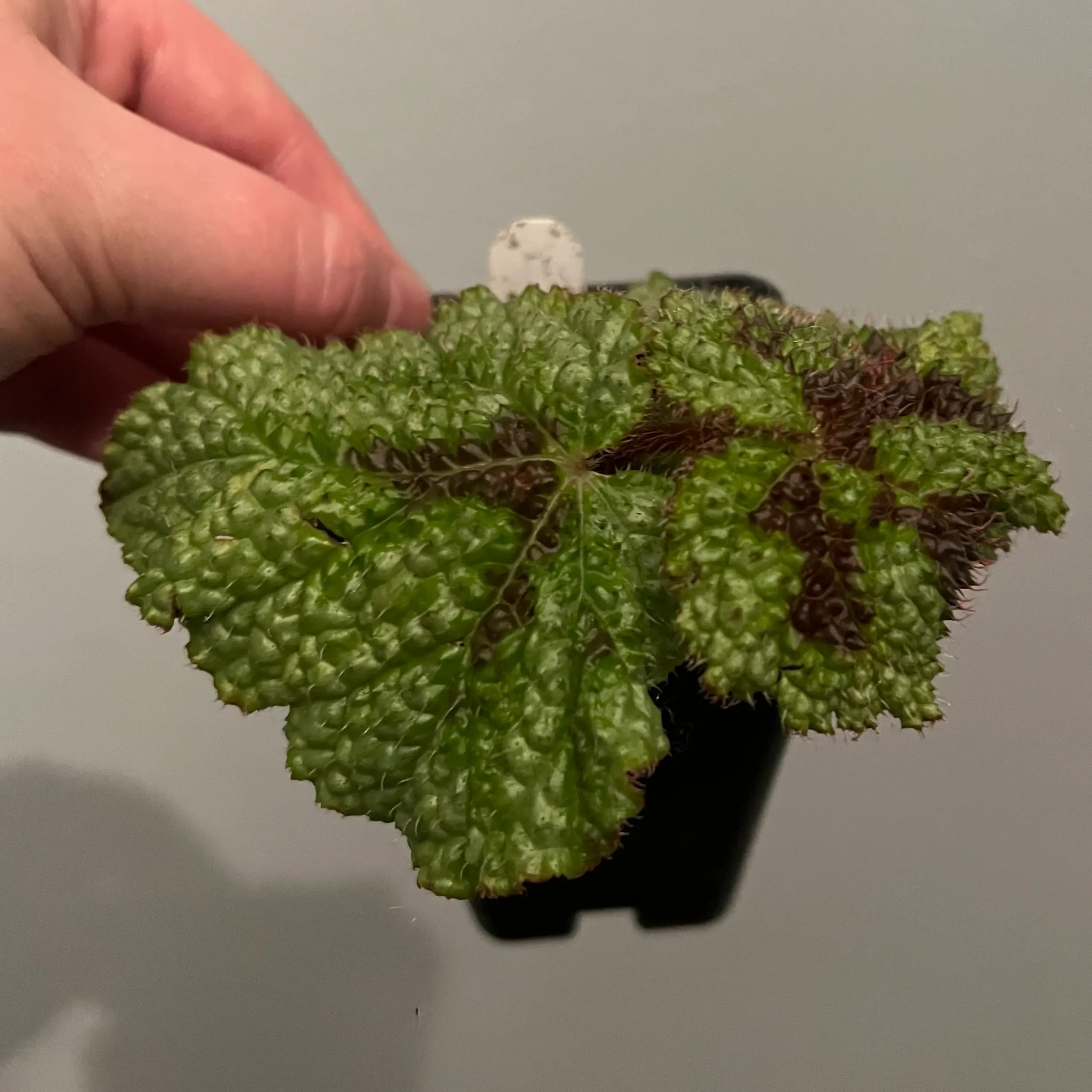 Close-up of an Iron Cross Begonia plant with healthy leaves.