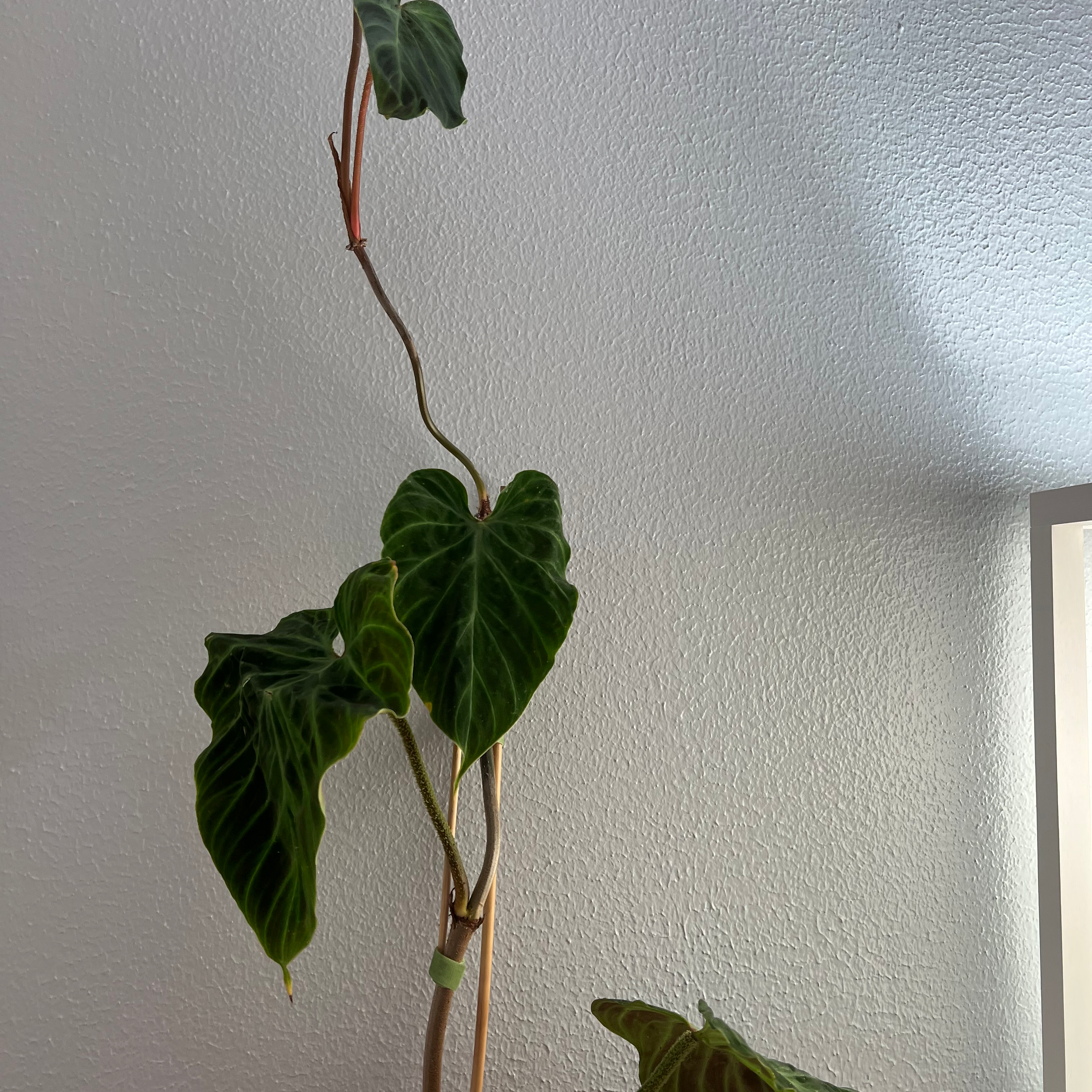 Ecuador Philodendron with large, heart-shaped leaves against a plain background.
