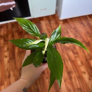Peace Lily plant photo by Samsin32 named Your plant on Greg, the plant care app.