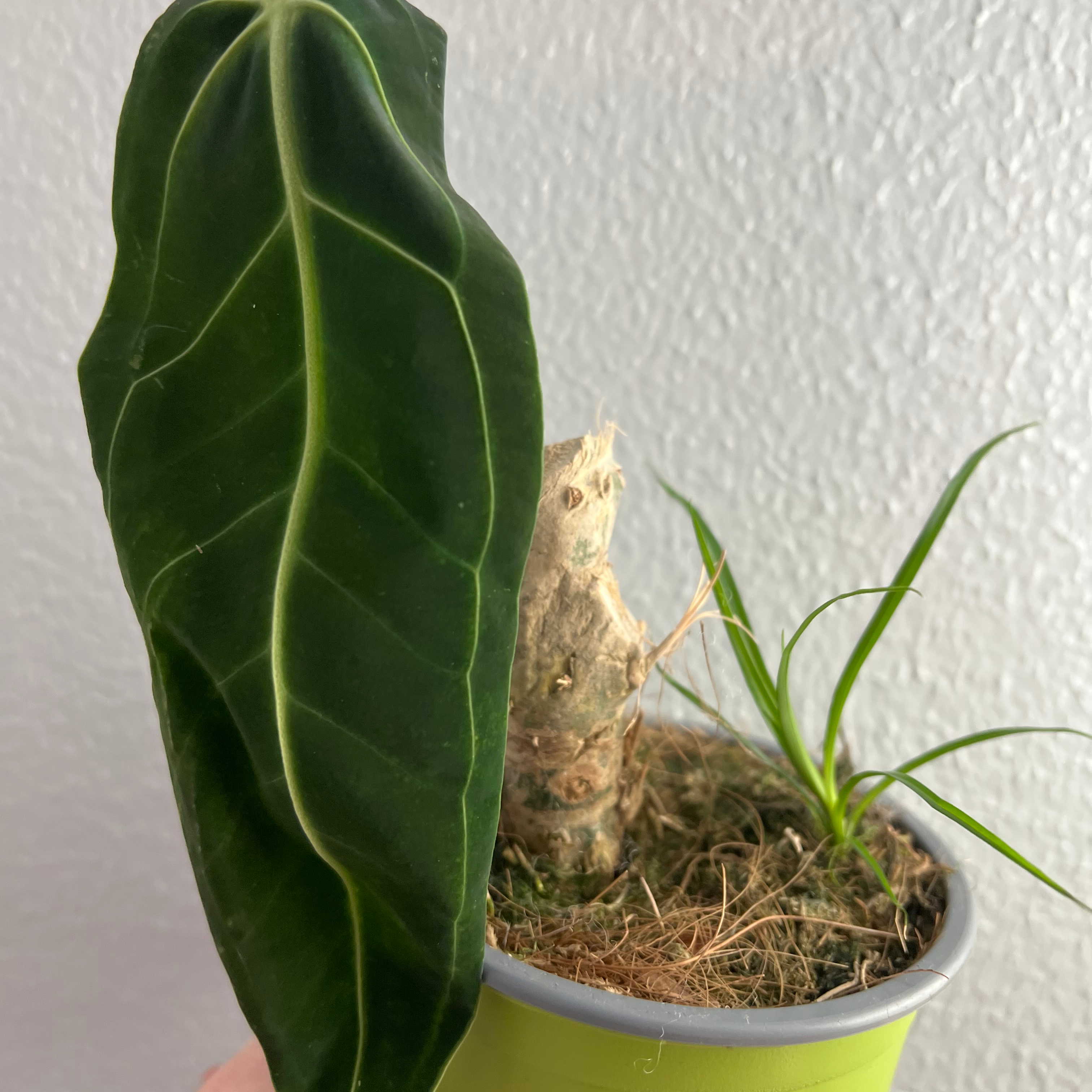 Anthurium warocqueanum plant with a single large, dark green leaf in a small pot.