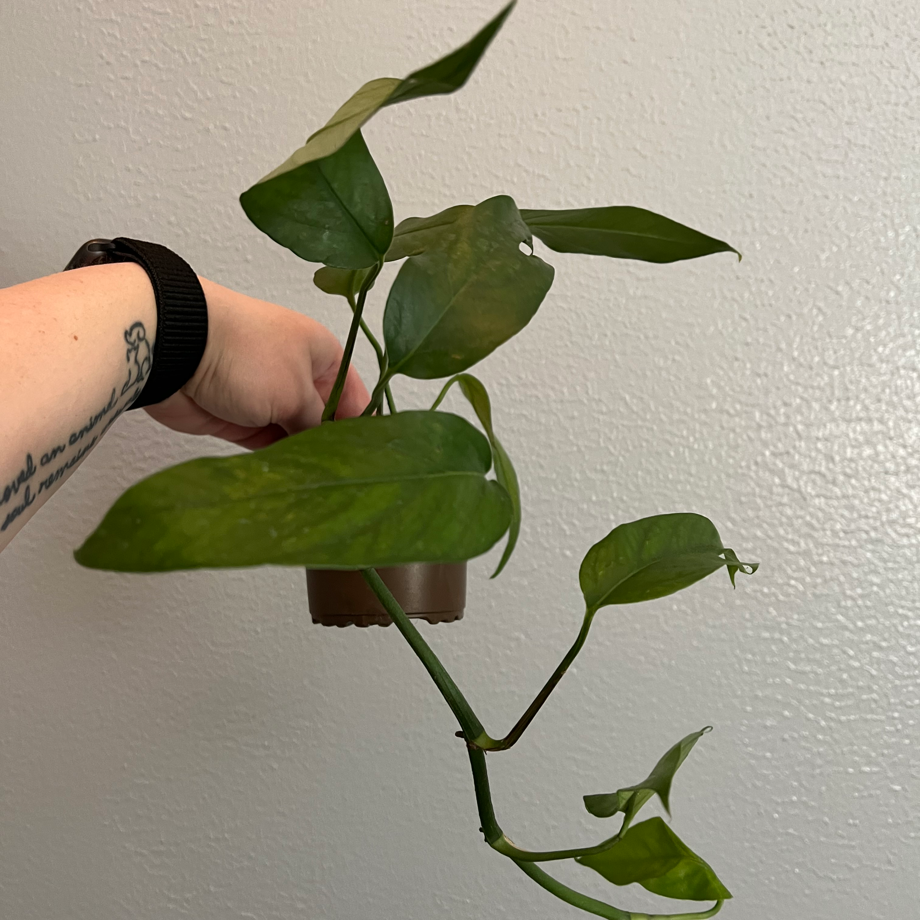 A healthy Baltic Blue Pothos plant being held by a hand against a plain wall.