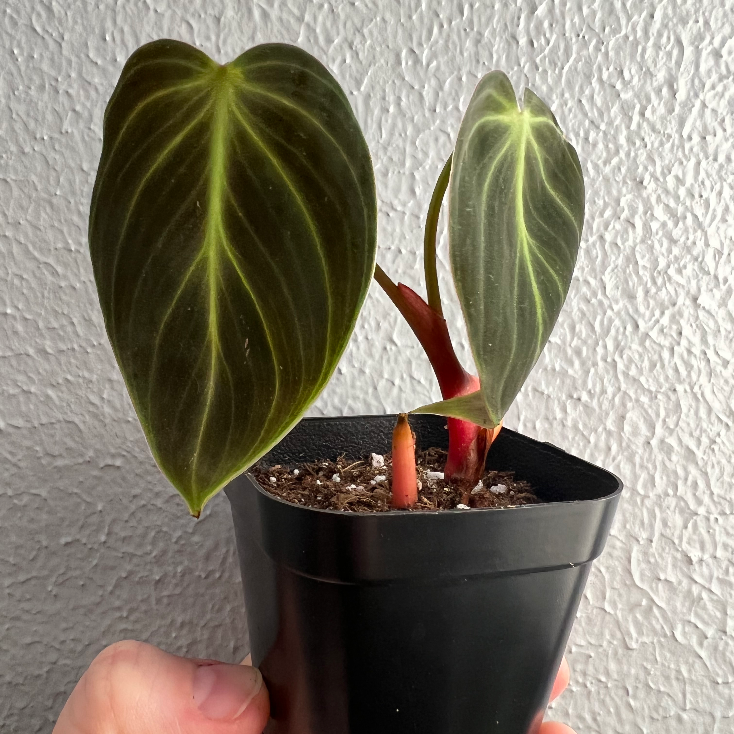 Philodendron El Choco Red plant in a black pot with two prominent leaves and a reddish stem.