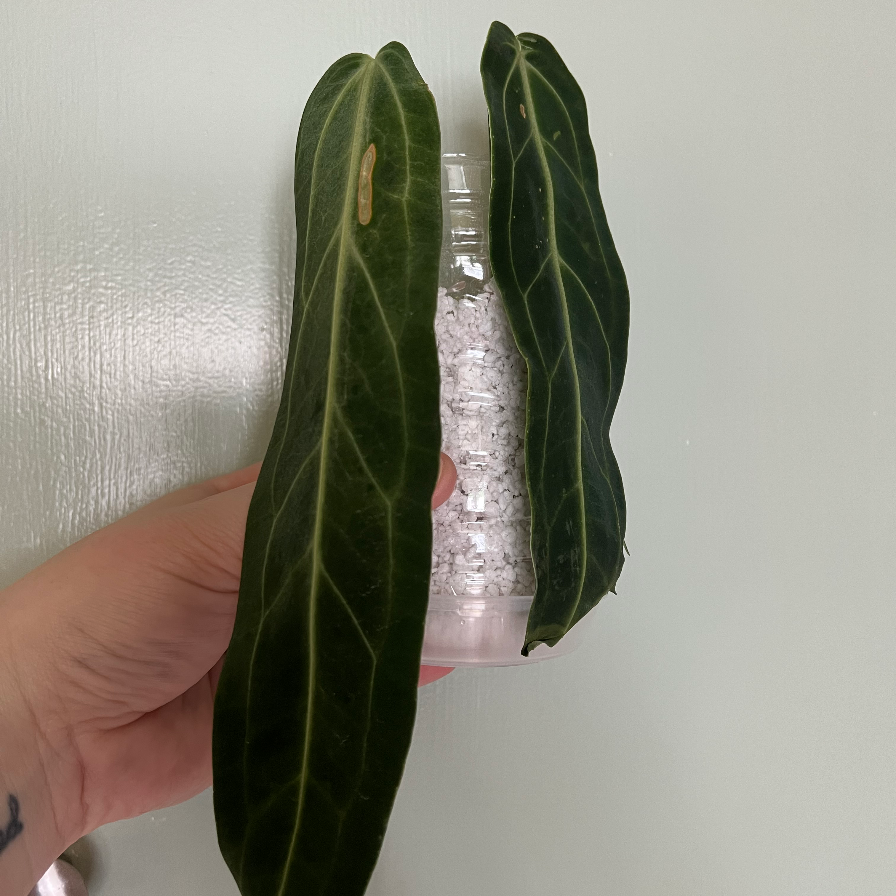Anthurium warocqueanum plant with two large leaves held by a hand in a transparent container.