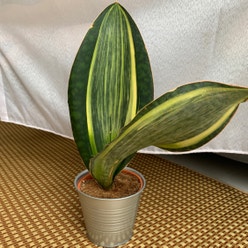 Whale Fin Snake Plant plant