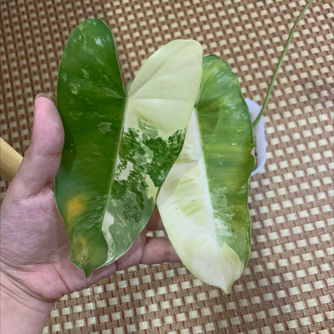 Burle Marx Variegata plant with variegated green and white leaves held by a hand.