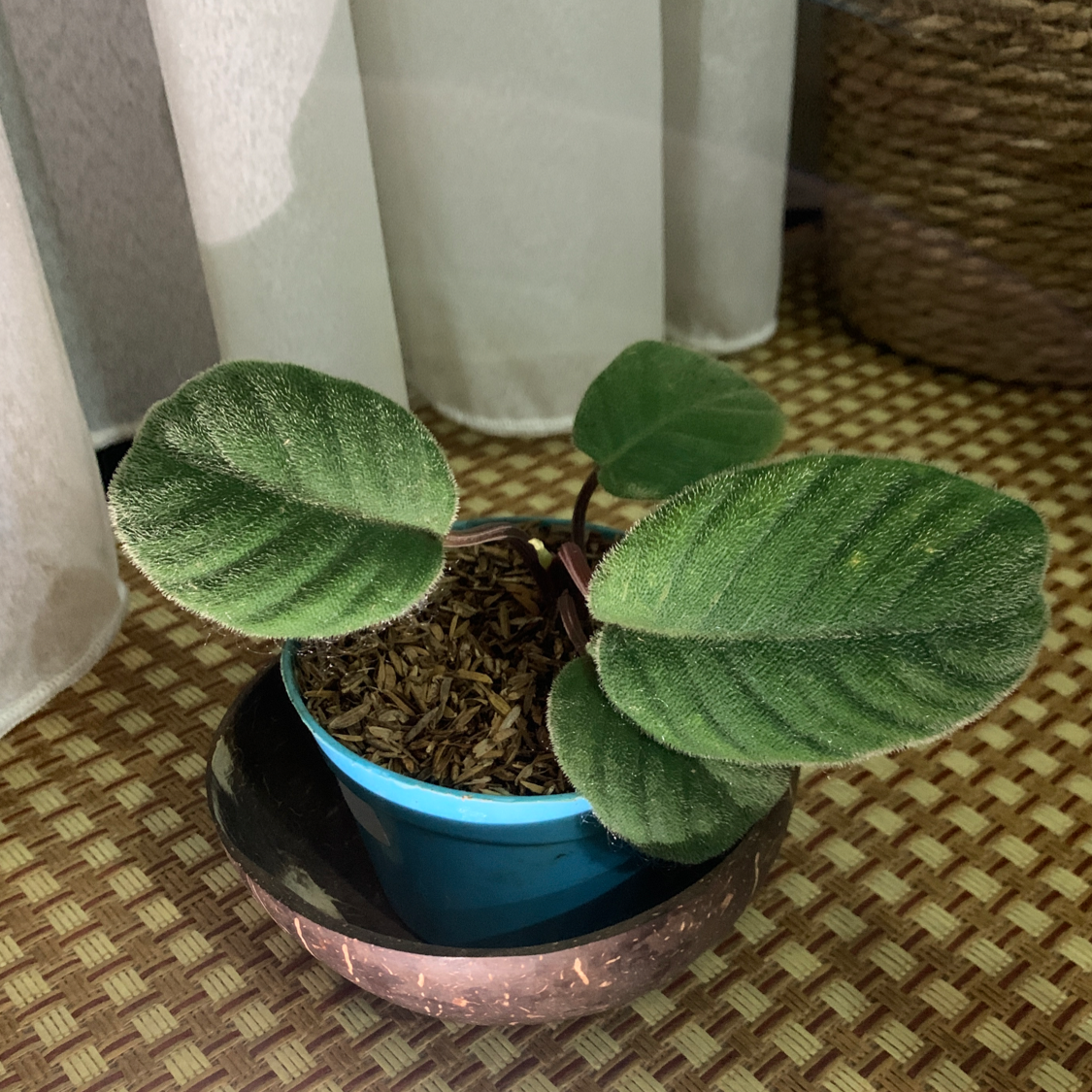 Photo of the plant species Sumatra Homalomena by @HunterGatherer named Cro on Greg, the plant care app