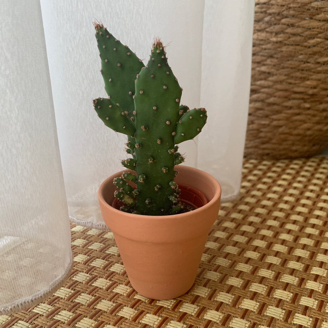 A healthy Few-Spined Marble-Seeded Prickly Pear cactus in a terracotta pot.