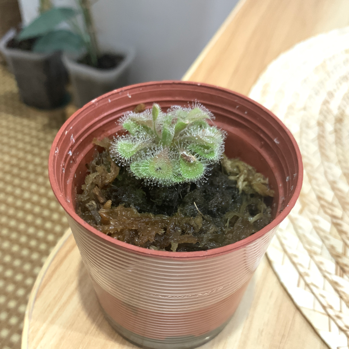 Photo of the plant species Pygmy Sundew by @HunterGatherer named Honeydew on Greg, the plant care app
