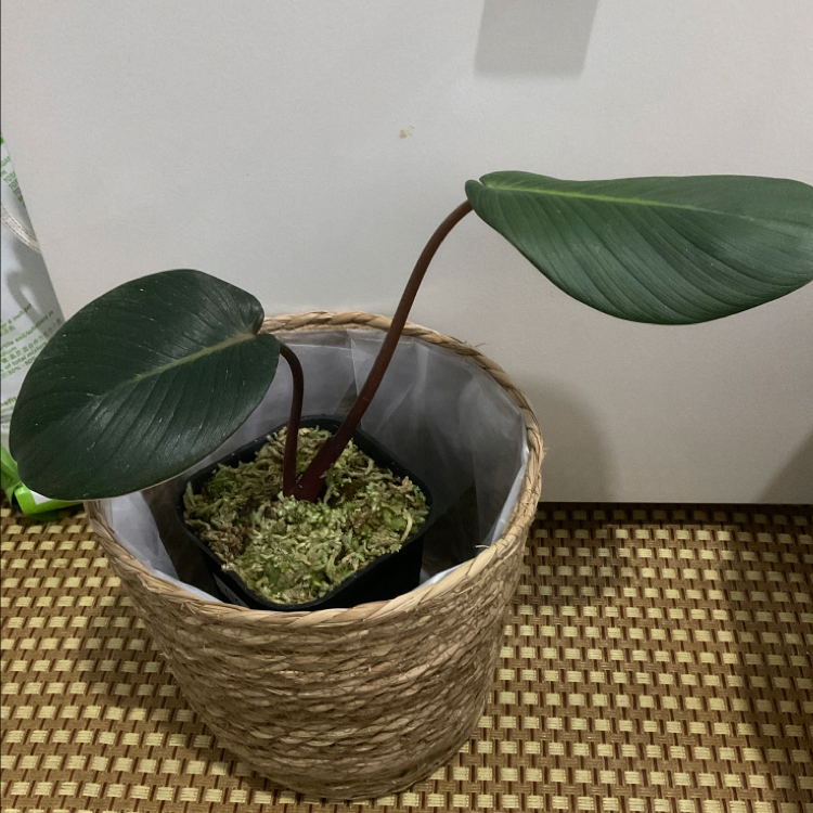 Photo of the plant species Sumatra Homalomena by @HunterGatherer named Toothless on Greg, the plant care app